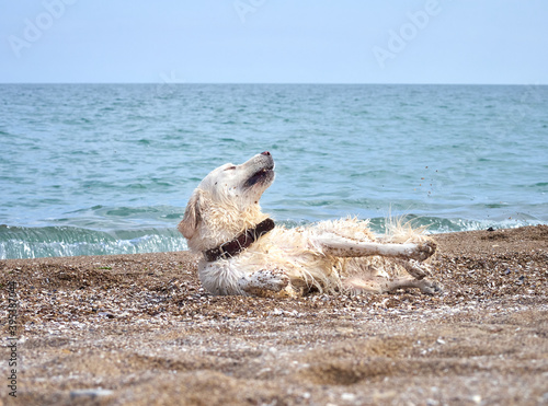 White golden labrador retriever dog on the beach