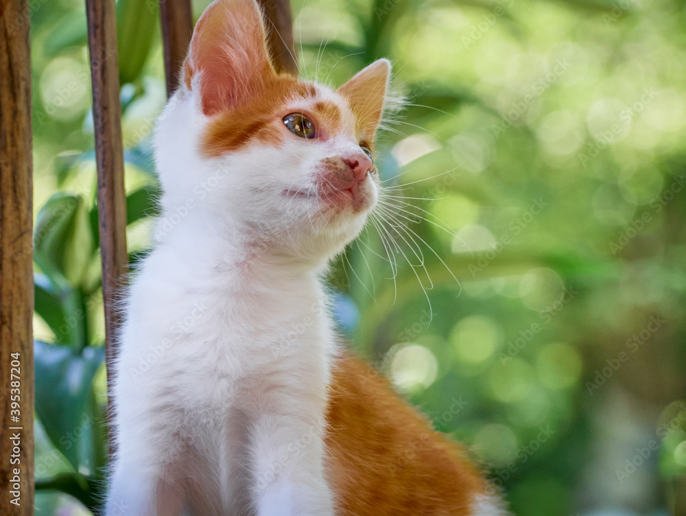 Kitten playing in the garden. Kitten playing in the garden.