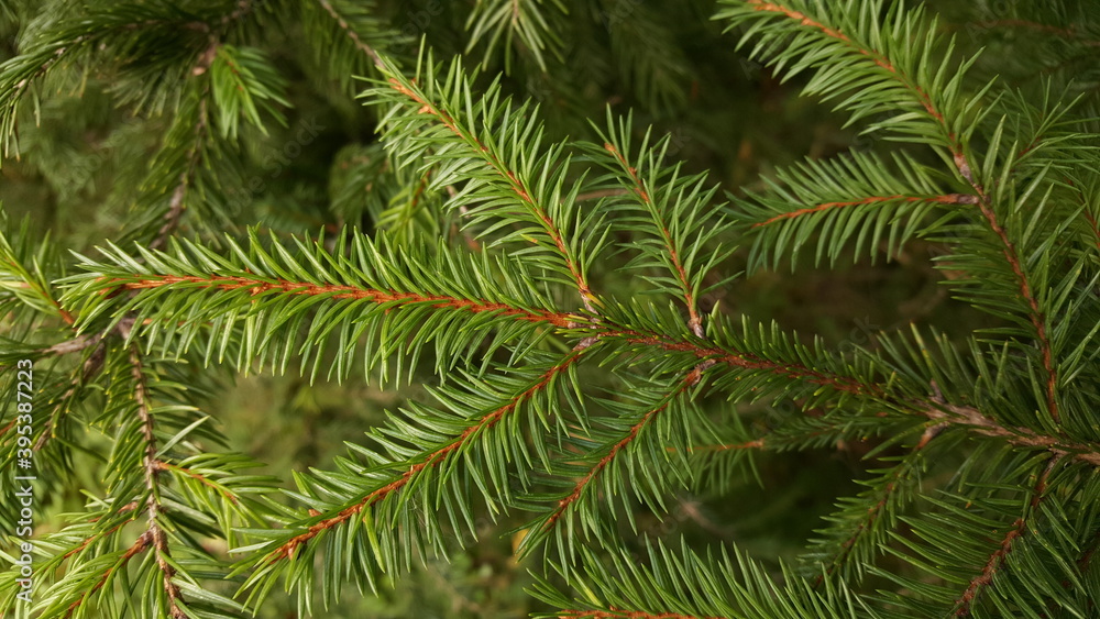 Close-up of a young spruce twig with fresh green needles, in soft light against the background of other coniferous branches. Close-up of a young spruce twig with fresh green needles, in soft light against the background of other coniferous branches.