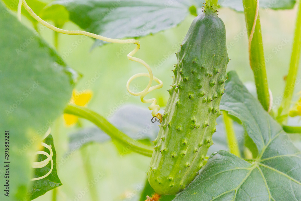 Mature cucumbers in the greenhouse hanging on a branch Mature cucumbers in the greenhouse hanging on a branch