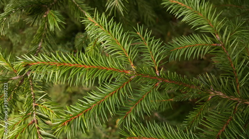 Close-up of a young spruce twig with fresh green needles, in soft light against the background of other coniferous branches.