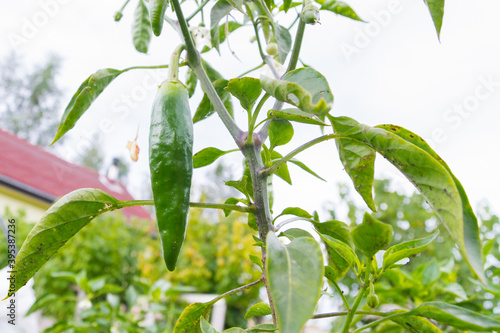Green delicious sweet pepper grows in the garden in the summer
