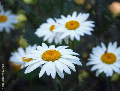 Chamomile flowers in the meadow.