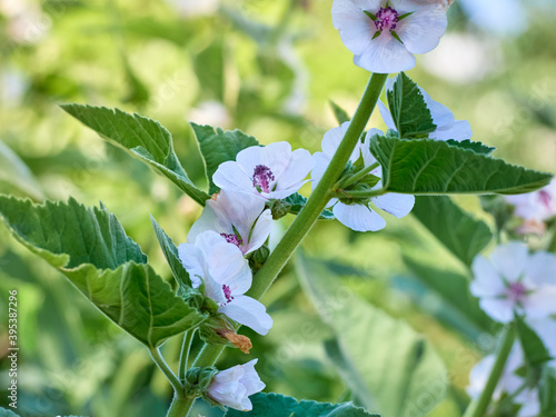 Wild flower Althaea officinalis in the garden.