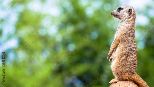 Meerkat surveillance and vigilance. Control of the territory, alert and protection of the group.