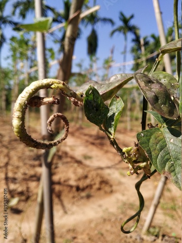 Mealybug in a bean in the garden photo