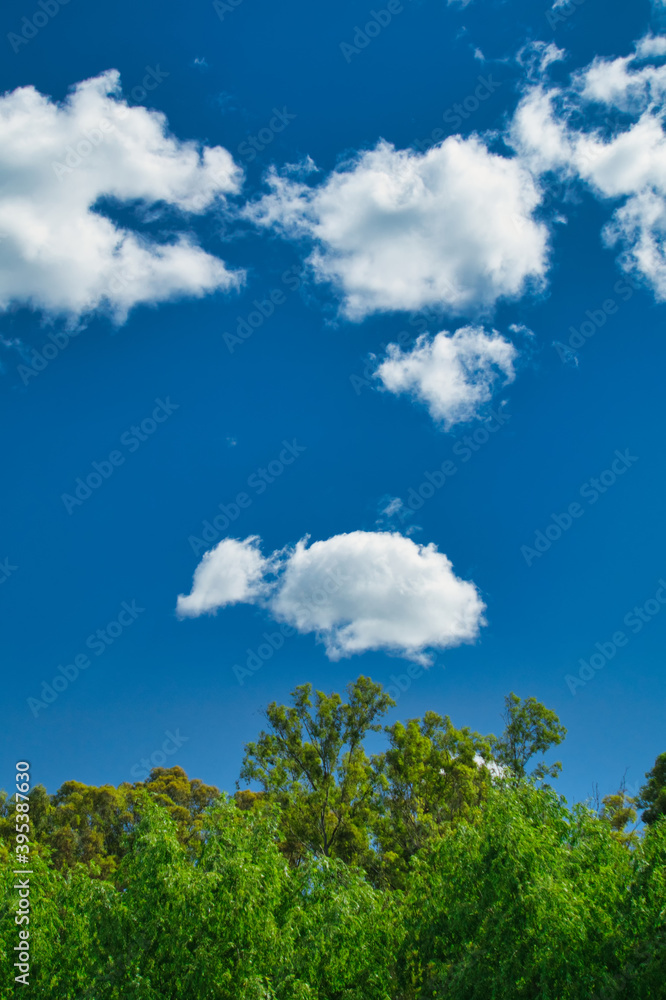   Vertical landscape of a line of green trees, a blue sky and a few white clouds on a summer morning                             