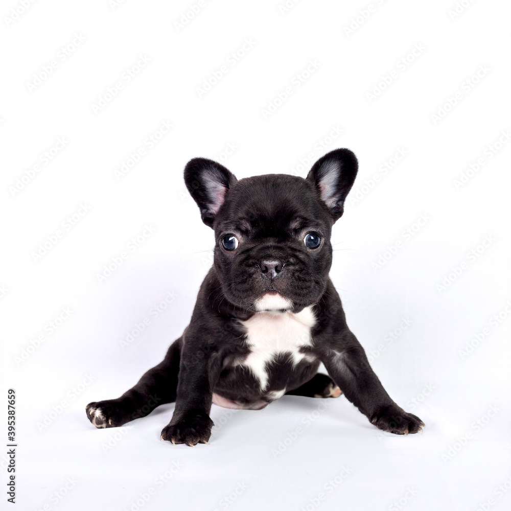 Cute black French bulldog puppy.