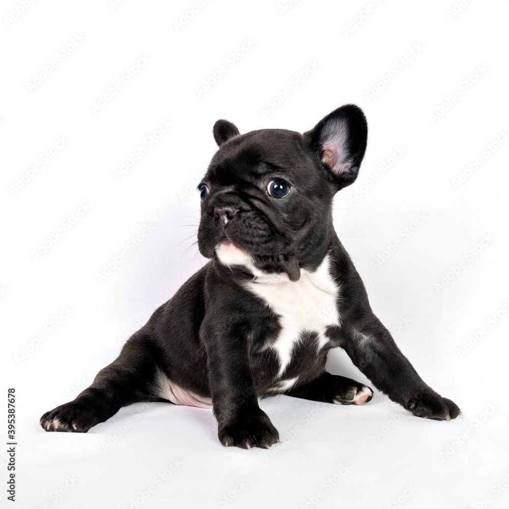 Cute black French bulldog puppy.