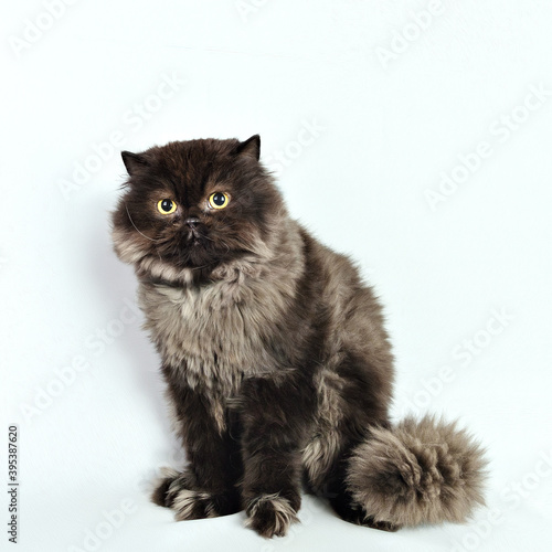 Beautiful yellowish gray persian cat