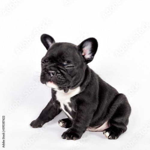 Cute black French bulldog puppy. © Emanuel