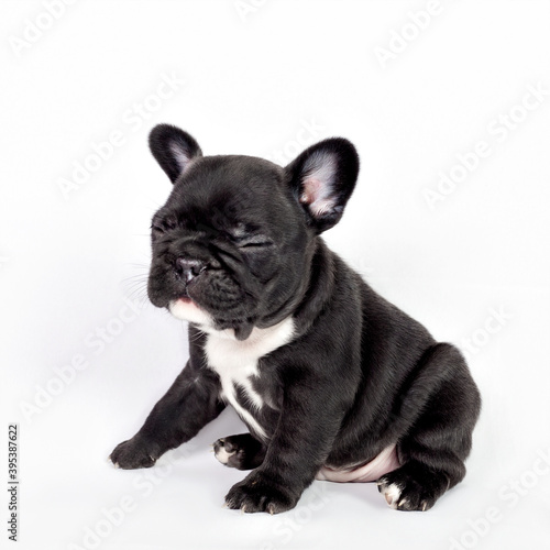 Cute black French bulldog puppy.
