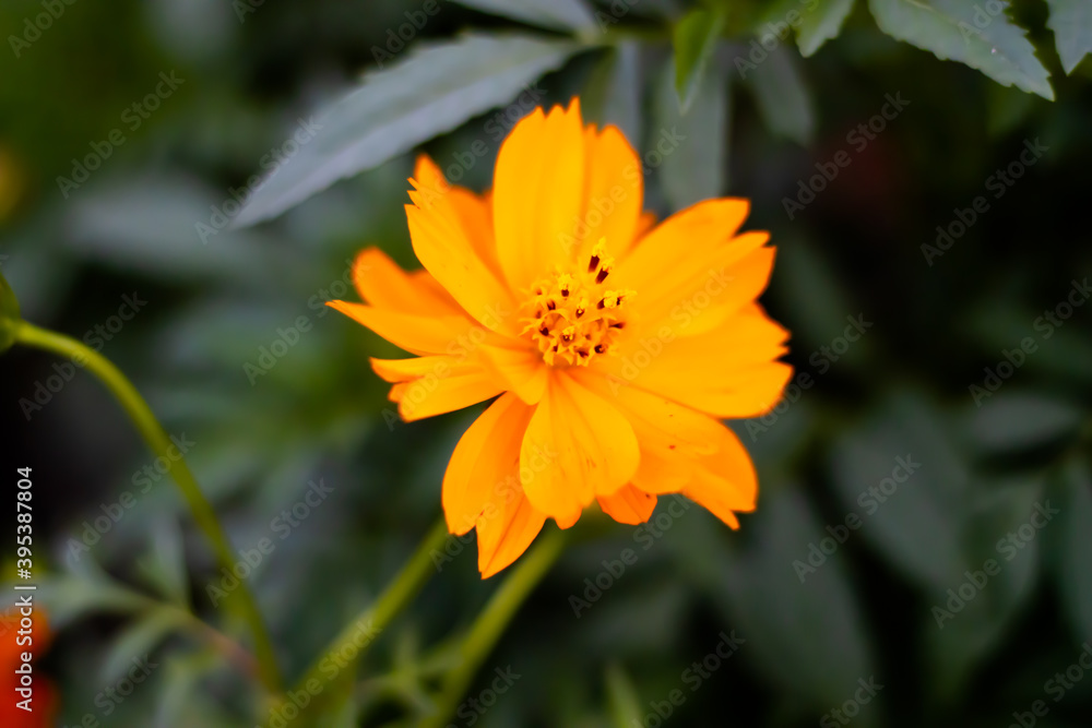 Beautiful bloomed yellow flower in a garden Beautiful bloomed yellow flower in a garden
