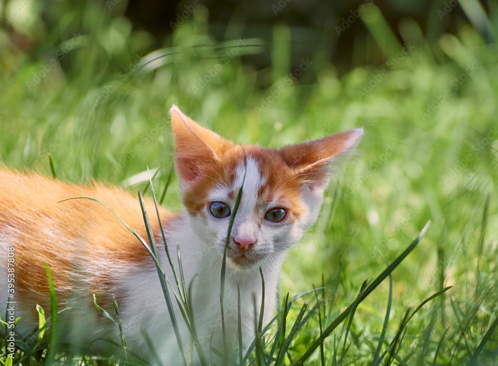 Kitten playing in the grass.