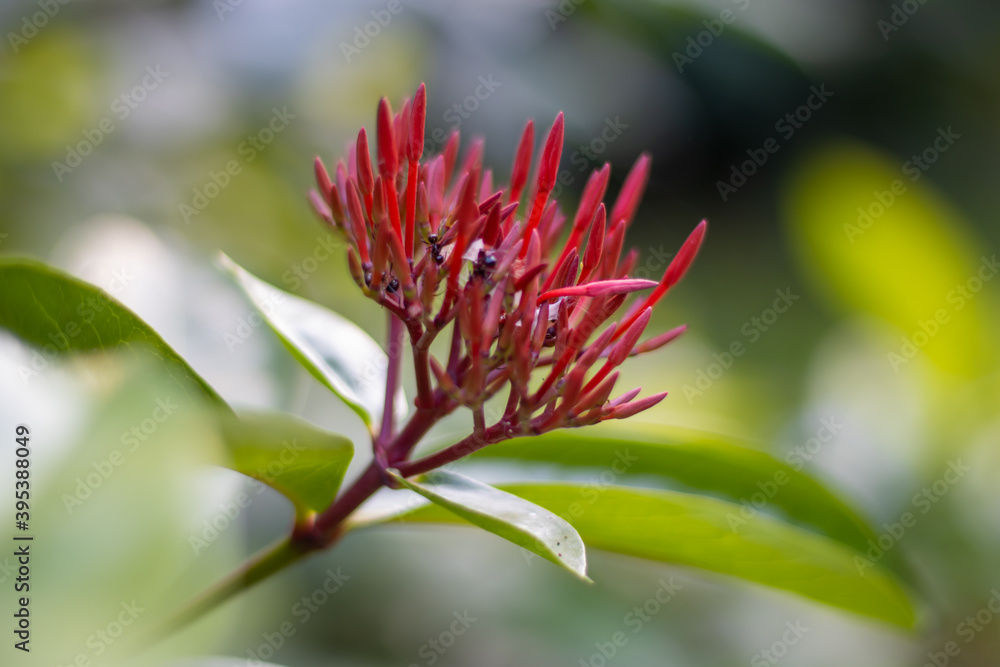 Beautiful natural Ixora flower with ant in a botanical garden close up shot Beautiful natural Ixora flower with ant in a botanical garden close up shot