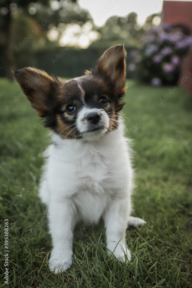 Puppy Papilon looks in the Camera Puppy Papilon looks in the Camera