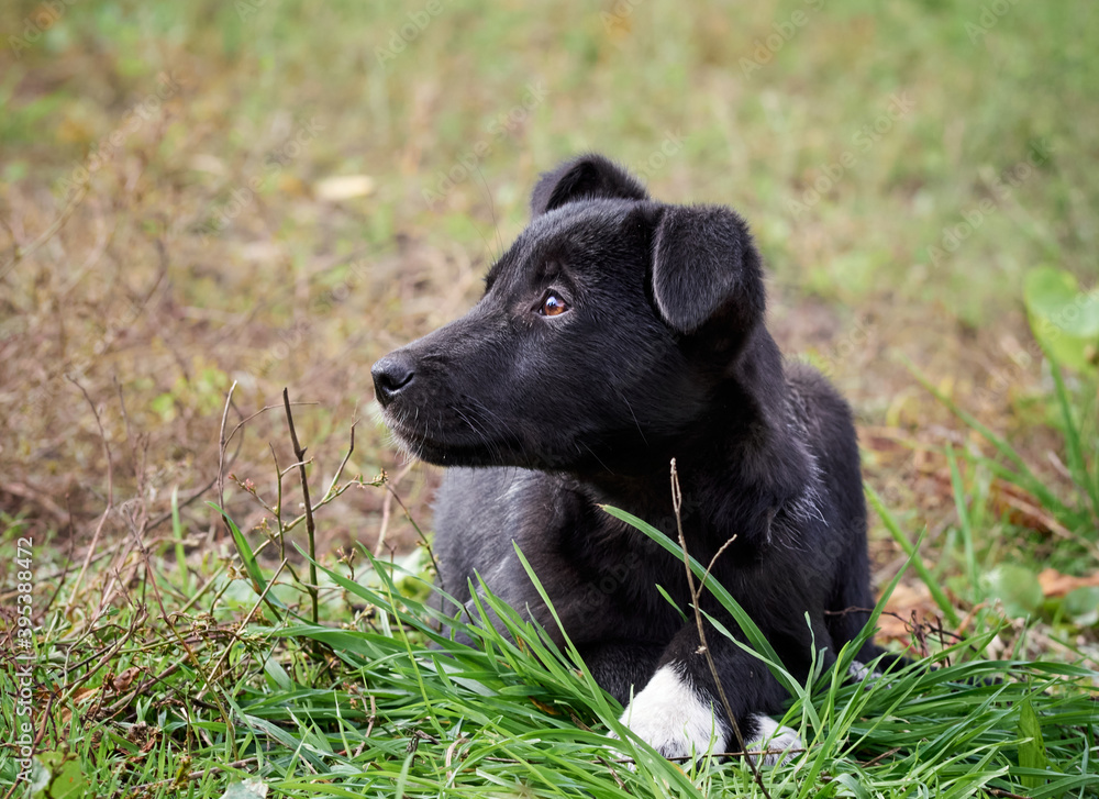 Black puppy on the grass .