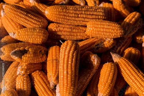 corn close up in the garden