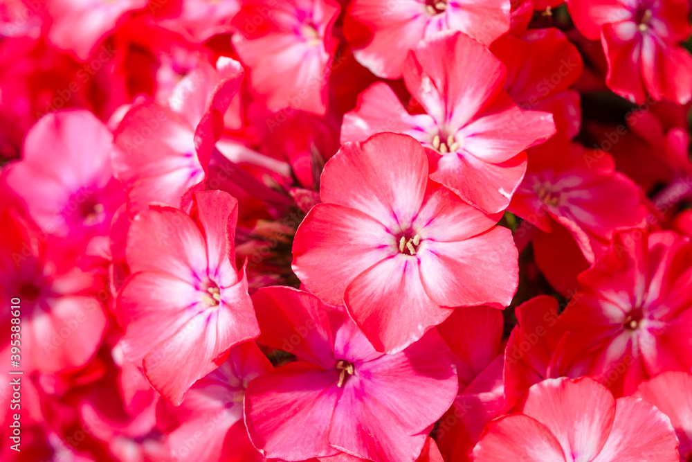 Close view on Pink phlox flowers Close view on Pink phlox flowers