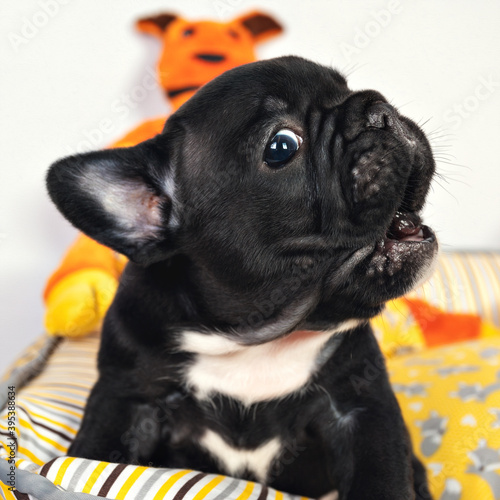 Cute black French bulldog puppy.