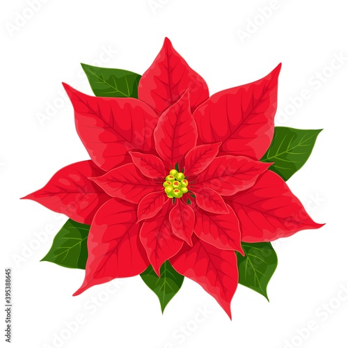 X-mas red flower of poinsettia, vector realistic illustration, elegant traditional decoration isolated on white