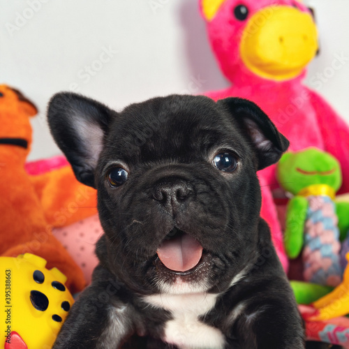 Cute black French bulldog puppy.