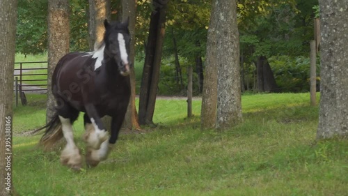 Gypsy Vanner Horse mares run across treed pasture