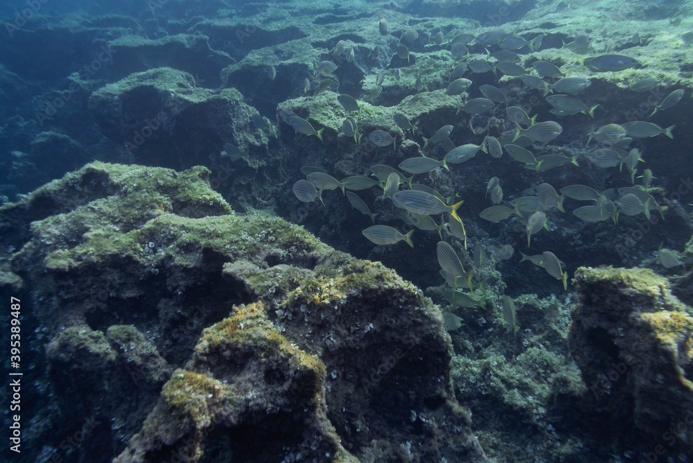 Obraz premium Underwater photography of a school of fish on the rocky coast of Menorca