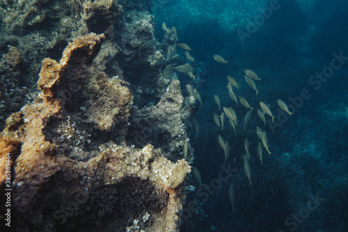 Underwater photography of a school of fish on the rocky coast of Menorca