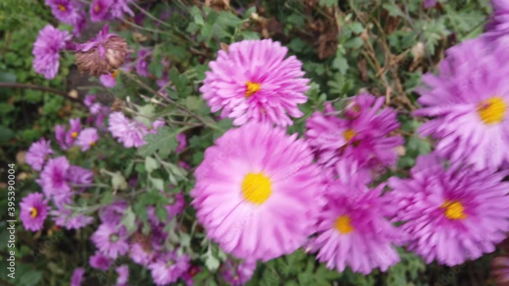 Violet and Pink Aster Flower in the Home Garden Develops on the Wind Violet and Pink Aster Flower in the Home Garden Develops on the Wind