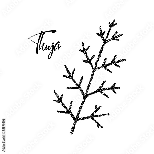 Hand drawn thuja branch isolated on white background. Vector illustration in sketch style