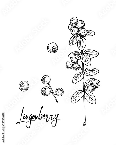 Set of hand drawn lingonberry branches with leaves with leaves and berries isolated on white background. Vector illustration in sketch style