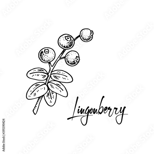 Hand drawn lingonberry branch with leaves with leaves and berries isolated on white background. Vector illustration in sketch style