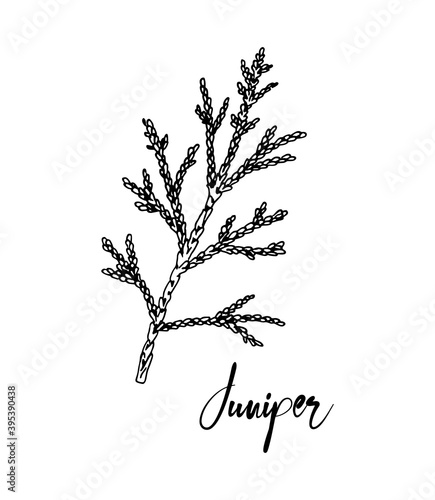 Hand drawn juniper branch isolated on white background. Vector illustration in sketch style