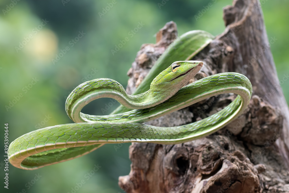 Obraz premium close up photo of asian vine snake on tree branch