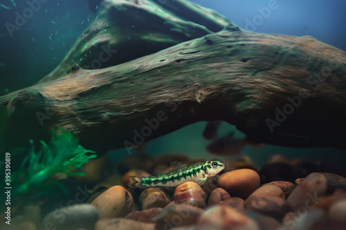 
colorful fish living in an aquarium.