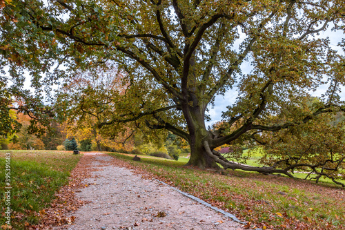 Autumn trees alley with colorful leaves in the park