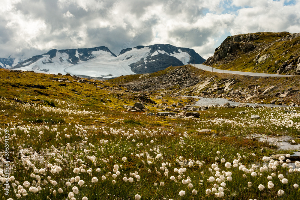 Fototapeta premium beautiful landscape, flowers and sheep at Jotunheimen National Park, Norway Scandinavia