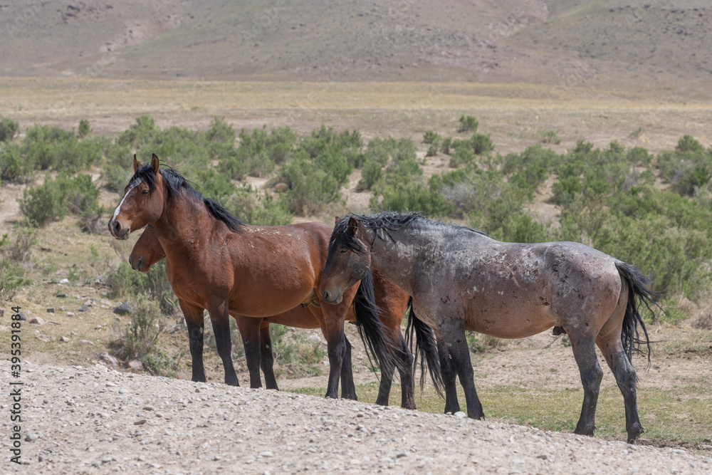 Wild Horses in the Utah Desert Wild Horses in the Utah Desert