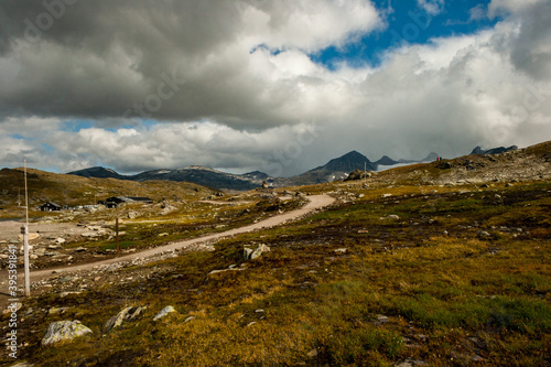 beautiful landscape, flowers and sheep at Jotunheimen National Park, Norway Scandinavia