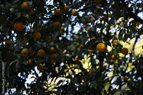 Green and beautiful mandarin tree full of vitamins. Mature mandarina fruits on tree in sunny day.