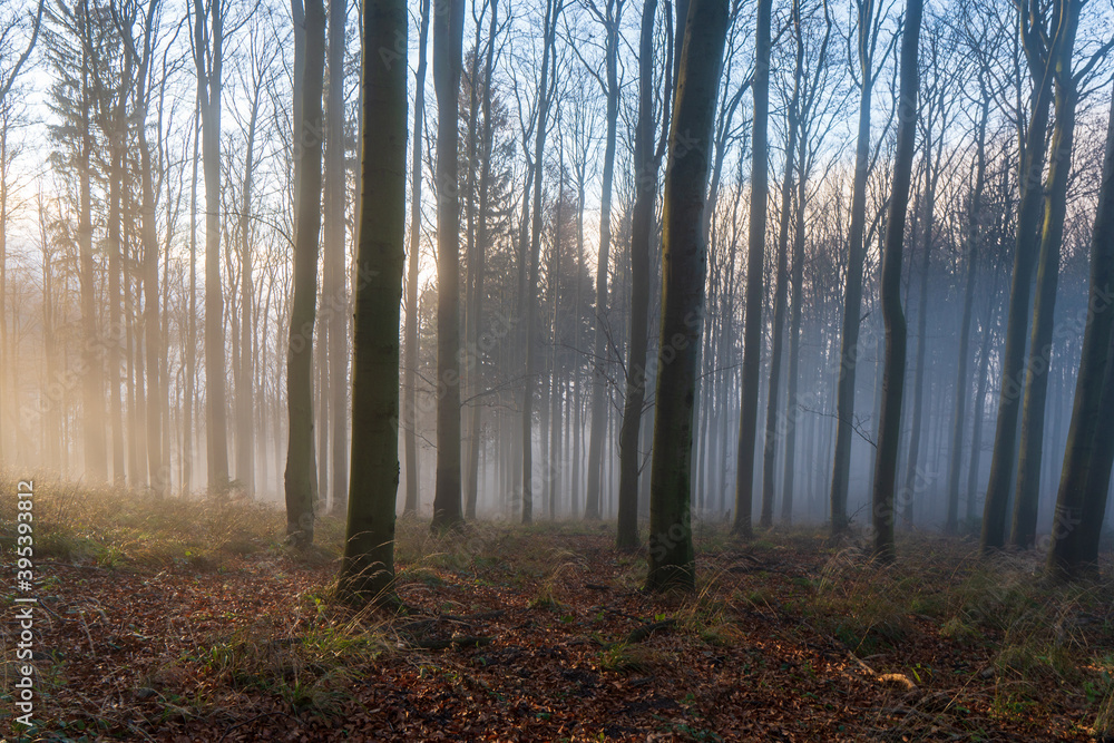 Panorama of foggy forest. Fairy tale spooky looking woods in a misty day. Cold foggy morning in horror forest