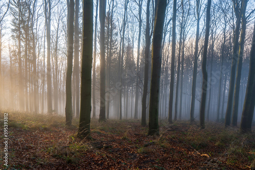 Panorama of foggy forest. Fairy tale spooky looking woods in a misty day. Cold foggy morning in horror forest © Martin
