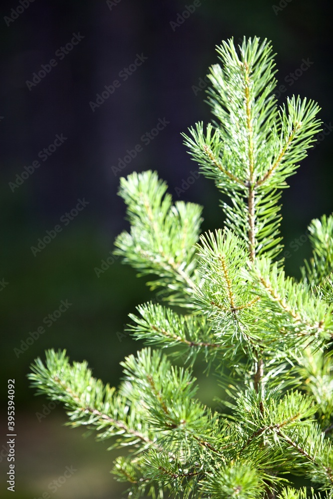 Bright green young spruce trees in sunny day. Young green Needles on spruce branches close-up. Coniferous forest landscape. Evergreen pine trees close-up. Clean environment. Reforestation concept.