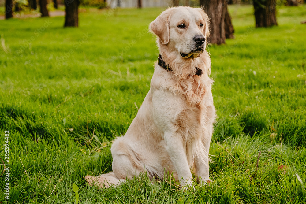 Golden retriever sits in the park on the grass in autumn. Golden retriever sits in the park on the grass in autumn.