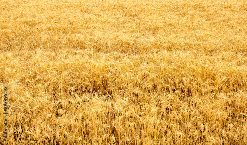 Spikelets winter wheat (Triticum L.) on the private sector in the summer Spikelets winter wheat (Triticum L.) on the private sector in the summer