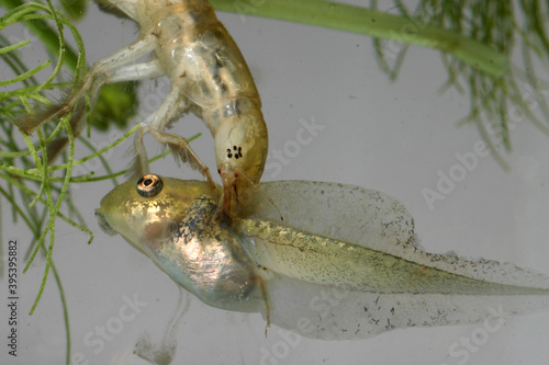 A larval predaceous diving beetle (Family Dytisicdae; Genus Dytiscus) eats a pacific chorus frog (Pseudacris regilla) tadpole.  photo