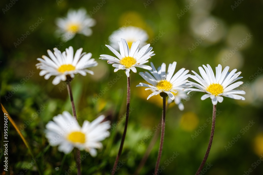 White common daisy flowers in spring White common daisy flowers in spring