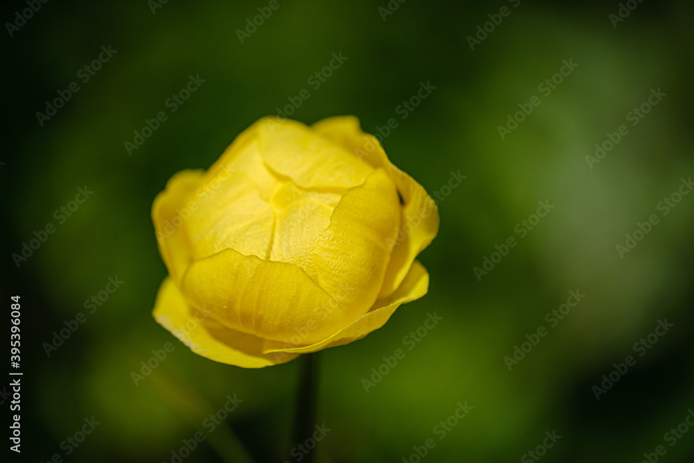 Beautiful yellow alpine Globeflower Beautiful yellow alpine Globeflower