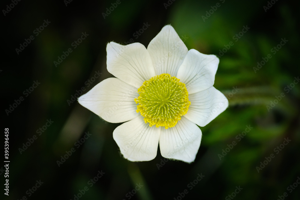 Beautiful white Alpine anemone or Alpine pasqueflower Beautiful white Alpine anemone or Alpine pasqueflower